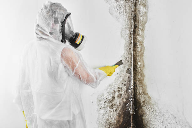 Best Residential Mold Removal  in Mila Doce, TX