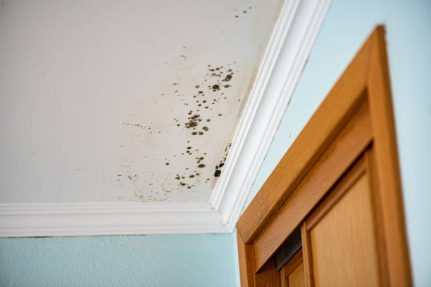 Best Certified Mold Removal  in Mila Doce, TX