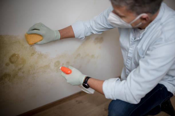 Best Professional Mold Removal  in Mila Doce, TX