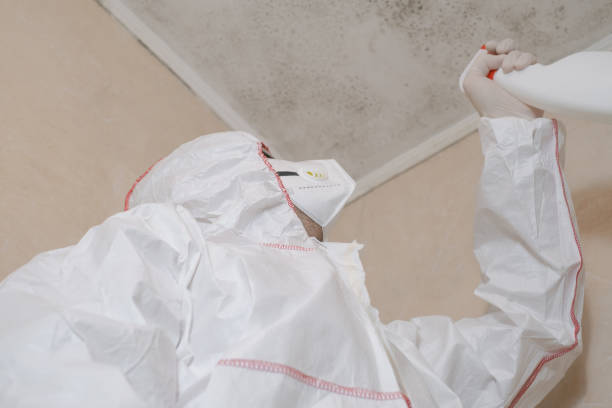 Best Certified Mold Removal  in Mila Doce, TX