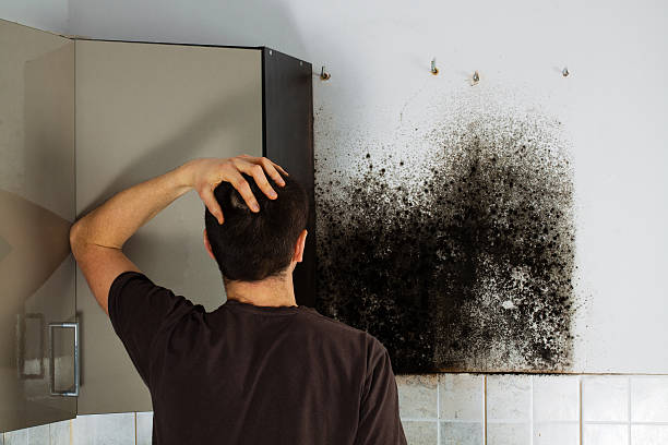 Best Mold Removal Company Near Me  in Mila Doce, TX