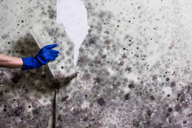 Best Same-Day Mold Removal  in Mila Doce, TX