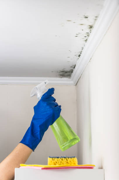 Best Residential Mold Removal  in Mila Doce, TX