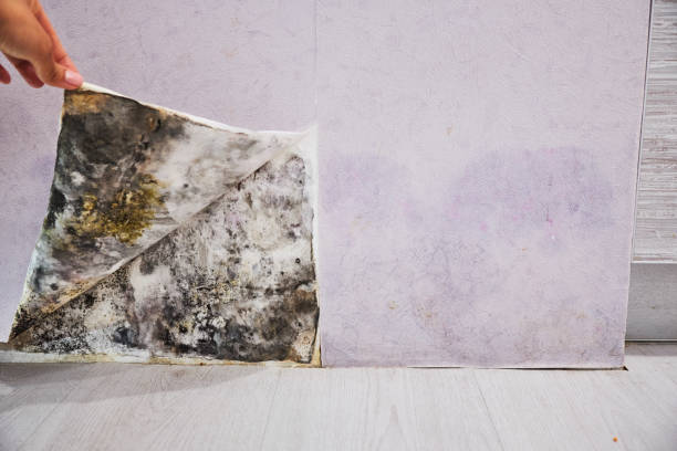 Best Black Mold Removal  in Mila Doce, TX